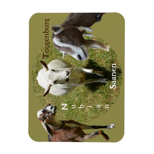 ヤギ品種ヌビアンサセントゲンブルク写真 マグネット (縦)