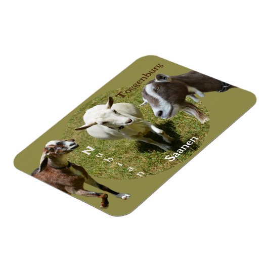 ヤギ品種ヌビアンサセントゲンブルク写真 マグネット (左側)