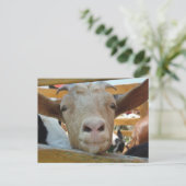 ヤギ挨拶はがき ポストカード (スタンド正面)