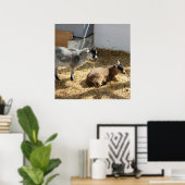 ヤギ日光浴 ポスター (ホームオフィス)