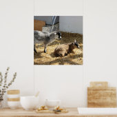 ヤギ日光浴 ポスター (キッチン)