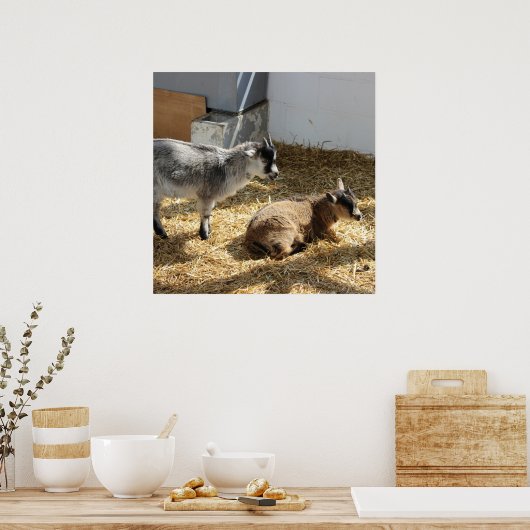 ヤギ日光浴 ポスター (キッチン)