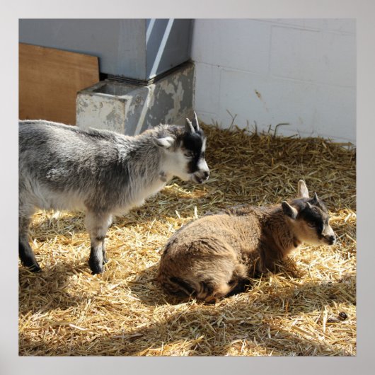 ヤギ日光浴 ポスター (正面)