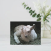 ヤギ生まれたばかりのガキ葉書 ポストカード (スタンド正面)