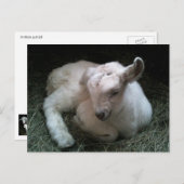 ヤギ生まれたばかりのガキ葉書 ポストカード (正面/裏面)