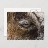 ヤギ目はがき ポストカード (正面/裏面)