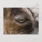 ヤギ目はがき ポストカード (正面)