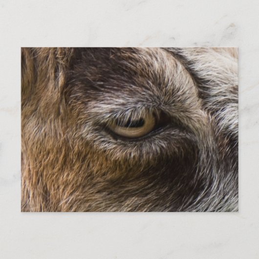 ヤギ目はがき ポストカード (正面)