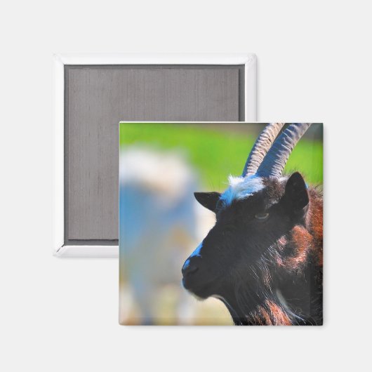 ヤギ磁石 マグネット (正面/裏面)