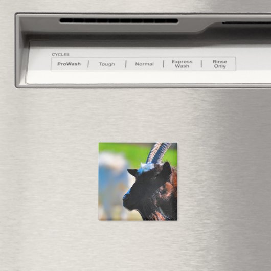 ヤギ磁石 マグネット (インサイチュ (食洗機))