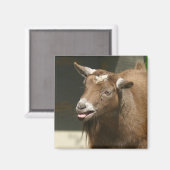 ヤギ肉 マグネット (正面/裏面)