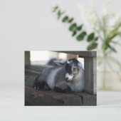 ヤギ葉書 ポストカード (スタンド正面)