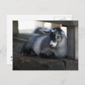 ヤギ葉書 ポストカード (正面/裏面)