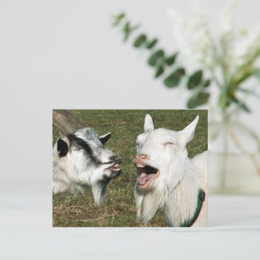 ヤギ葉書 ポストカード (スタンド正面)