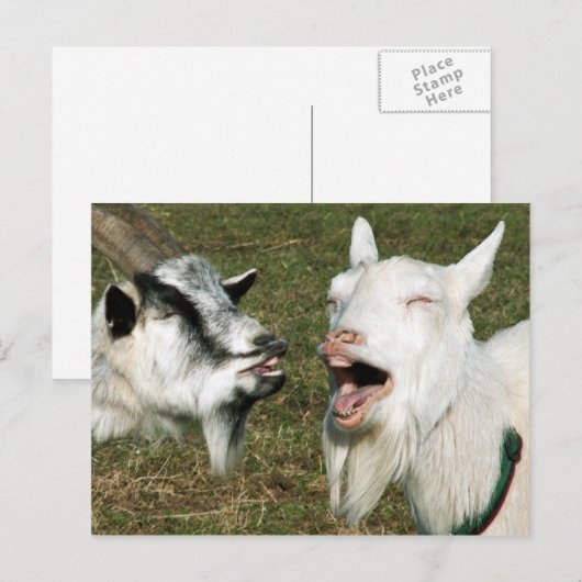 ヤギ葉書 ポストカード (正面/裏面)