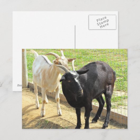 ヤギ葉書 ポストカード (正面/裏面)