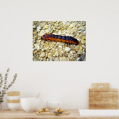 ヤギ蛾キャタピラのポスター ポスター (キッチン)