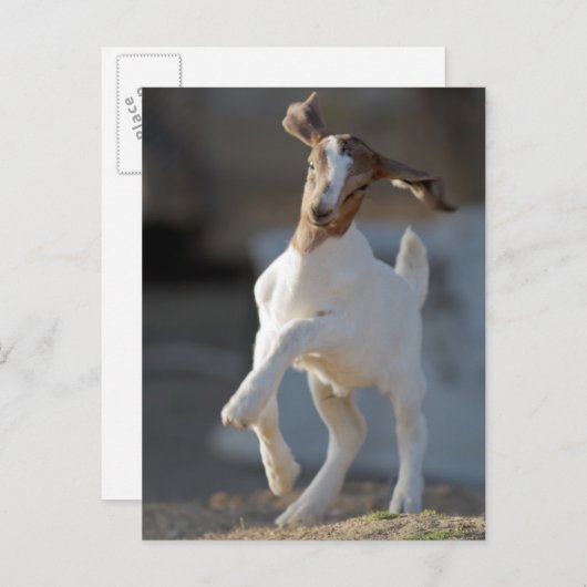 ヤギ遊子 ポストカード (正面/裏面)