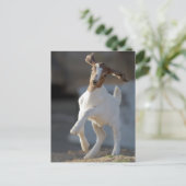 ヤギ遊子 ポストカード (スタンド正面)