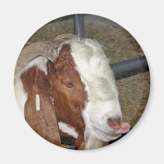 ヤギ間抜けヤ マグネット (正面)