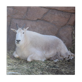 ヤギ陶瓦 タイル