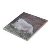 ヤギ陶瓦 タイル (側面)