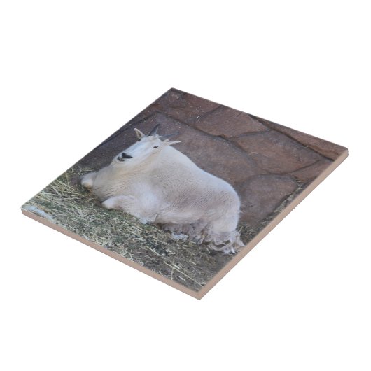 ヤギ陶瓦 タイル (側面)