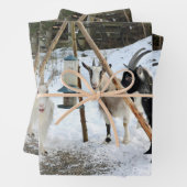ヤギ雪フィーダー写真 ラッピングペーパーシート (インサイチュ)