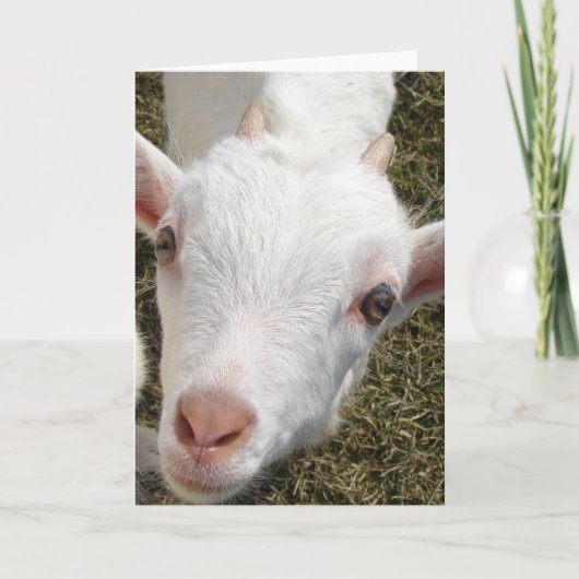 ヤギ顔 カード (正面)