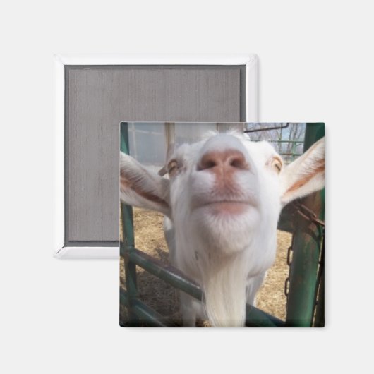 ヤギ顔 マグネット (正面/裏面)