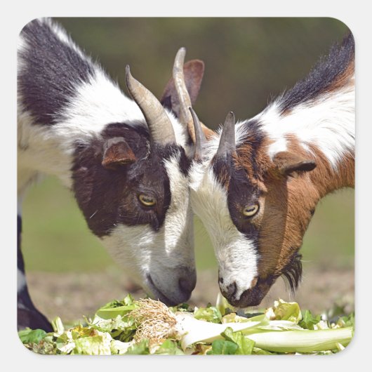 ヤギ食べツの野菜 スクエアシール (正面)