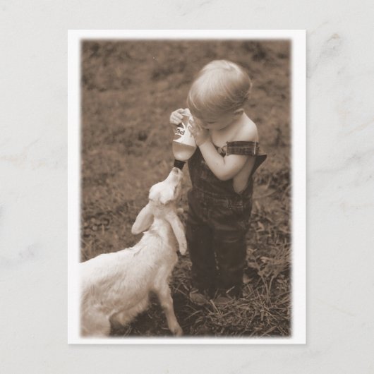 ヤギ食べ物を与えは ポストカード (正面)