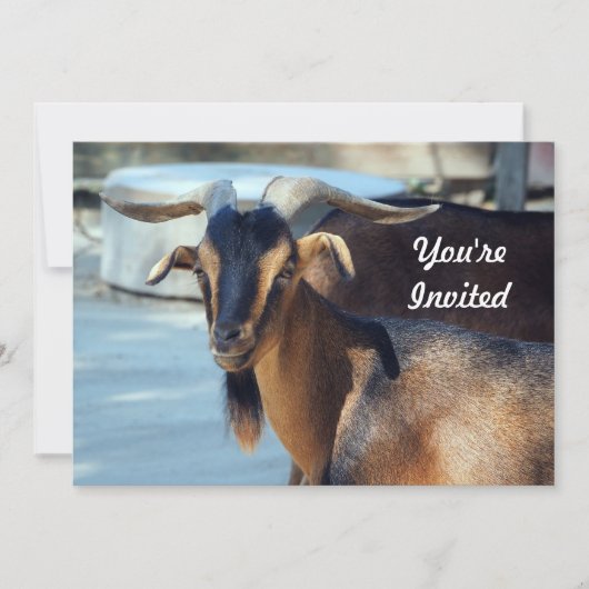 ヤギ黒褐色の動物の写真誕生日 招待状 (正面)