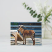 ヤギ黒角の動物プロフィール写真 ポストカード (スタンド正面)