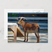 ヤギ黒角の動物プロフィール写真 ポストカード (正面/裏面)