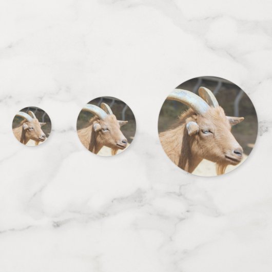 ヤギ コンフェッティ (正面)