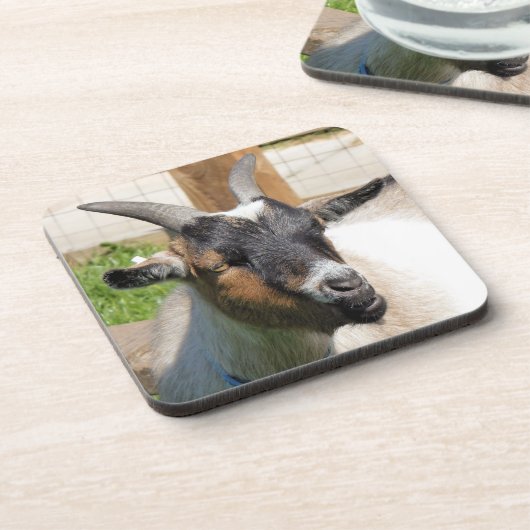 ヤギ コースター (左側)