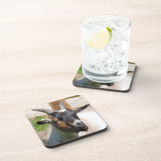 ヤギ コースター (右側)