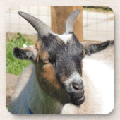 ヤギ コースター (正面)