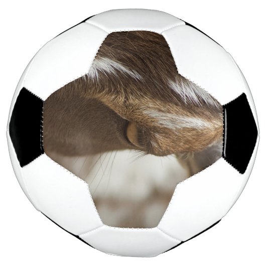 ヤギ サッカーボール (回転)