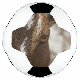 ヤギ サッカーボール