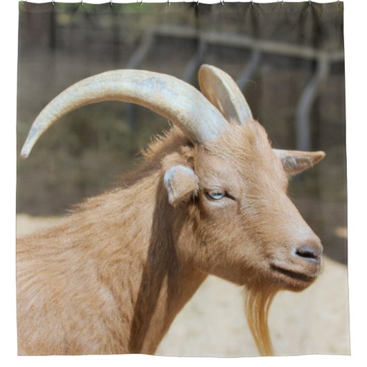 ヤギ シャワーカーテン (正面)