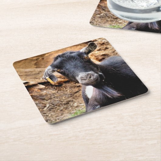 ヤギ スクエアペーパーコースター (アングル)