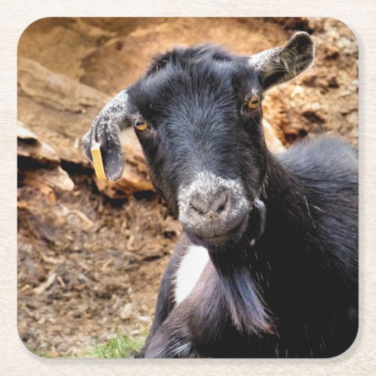 ヤギ スクエアペーパーコースター (正面)