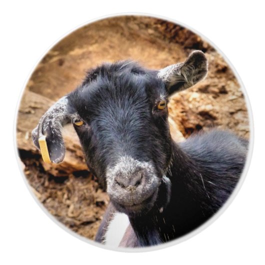 ヤギ セラミックノブ (正面)