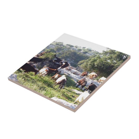 ヤギ タイル (側面)