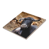 ヤギ タイル (側面)