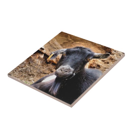 ヤギ タイル (側面)