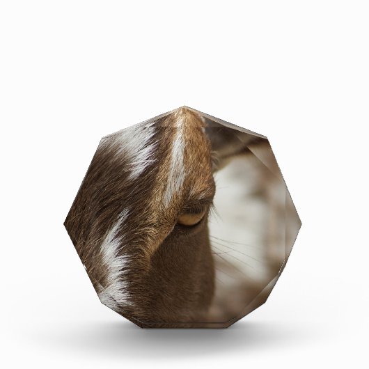 ヤギ フォトブロック (正面)