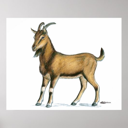 ヤギ：ブラウン ポスター (正面)